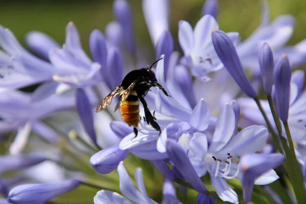 一只大黄蜂在浅蓝色的草甸花上采集花粉的宏观照片 — 图库照片