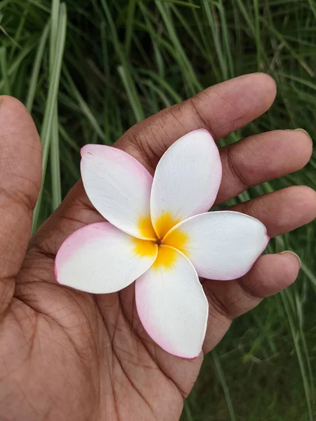 Bel Fiore Bianco Giallo Plumeria Frangipani Una Mano Sfondo Erba — Foto Stock