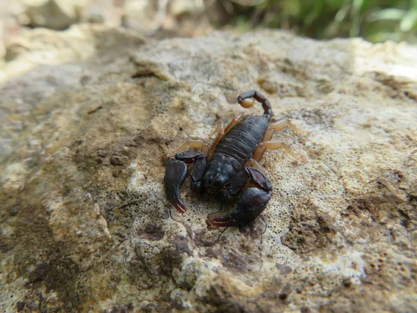 Scorpion Noir Européen Aux Pattes Jaunes Close — Photo