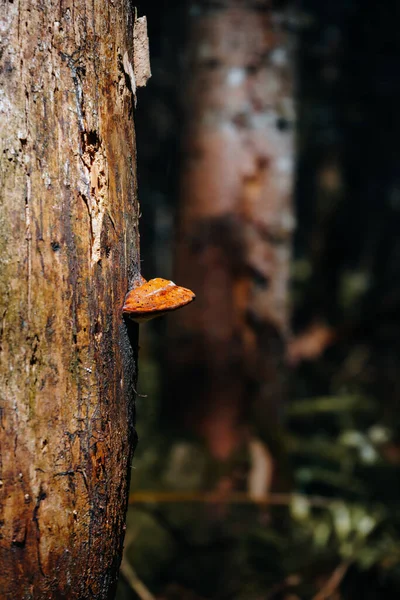 Ormandaki Bir Ağaçta Işıkların Altında Bulanık Arka Planda Bir Mantarın — Stok fotoğraf