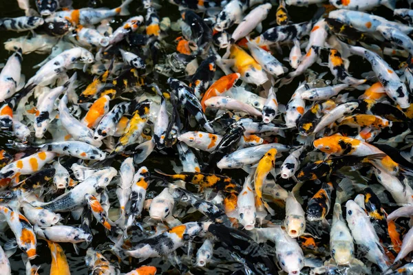 Tumpukan Tertangkap Hitam Dan Oranye Ikan Koi — Stok Foto