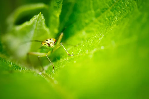 Gros Plan Insecte Vert Sur Une Feuille — Photo