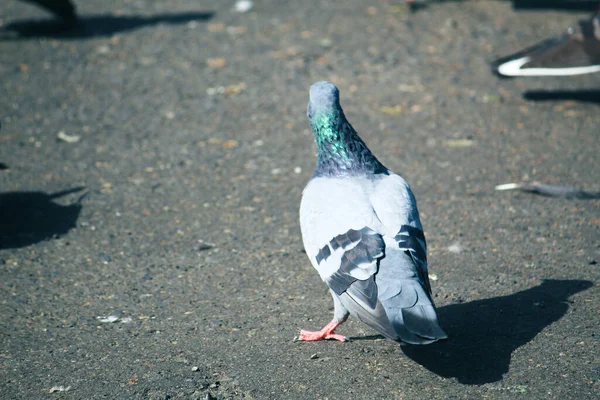 Achteraanzicht Van Een Duif Straat Een Zonnige Dag — Stockfoto