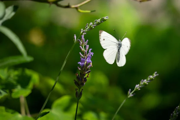 Borboleta Começa Uma Flor Lavanda — Fotografia de Stock