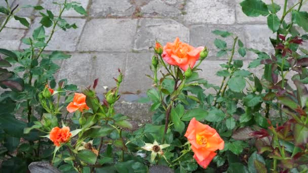 花园里的玫瑰花 — 图库视频影像