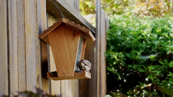 Ξύλινα Birdhouse Στον Κήπο — Αρχείο Βίντεο