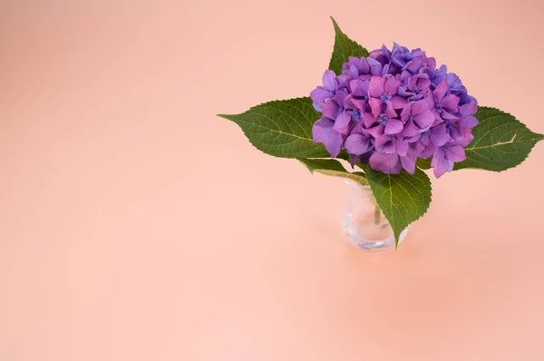 桃の表面の花瓶の紫色のアジサイの閉鎖コピースペース — ストック写真