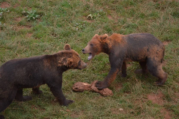 Plano Ángulo Alto Una Escena Dos Osos Jugando Entre Hierba —  Fotos de Stock