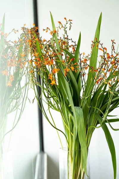 Tiro Vertical Flores Crocosmia Vaso Transparente — Fotografia de Stock