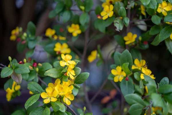 Tiro Close Flores Jasmim Amarelo Florescendo — Fotografia de Stock