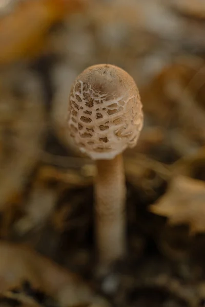 스페인의 나르데 제타스 생태학 공원에서 자라는 버섯을 각도로 — 스톡 사진