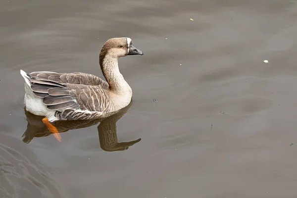 Closeup Shot Swan Goose Swimming Pond — Stock Photo, Image