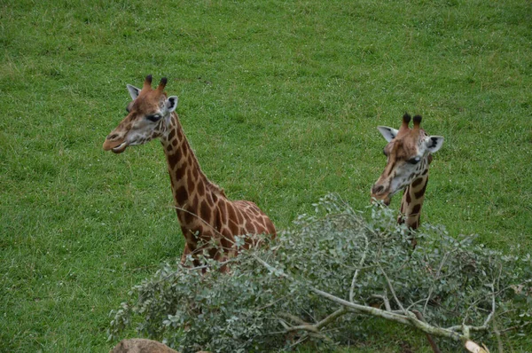 Een Hoge Hoek Shot Van Twee Giraffen Zittend Het Gras — Stockfoto