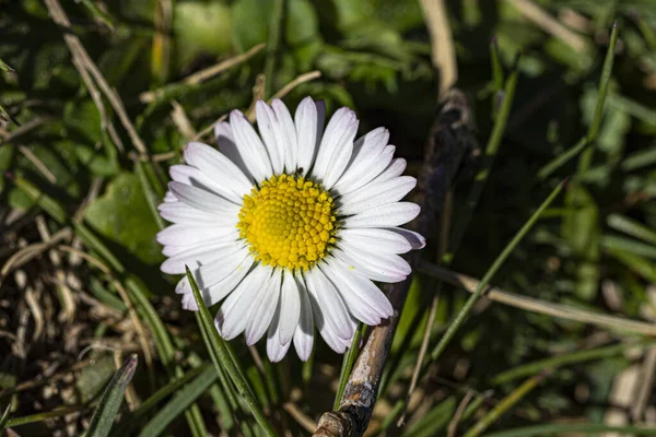 Detailní Záběr Heřmánku Poli — Stock fotografie