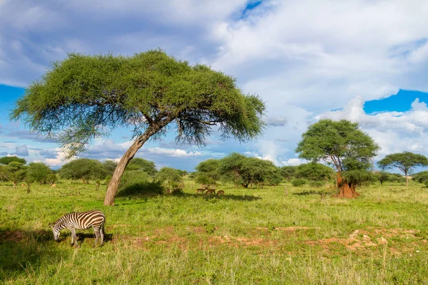 タンザニアのタランジェ国立公園でゼブラのクローズアップショット — ストック写真