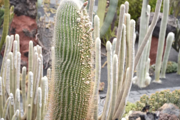 Kaktusträdgården Guatiza Spanien — Stockfoto