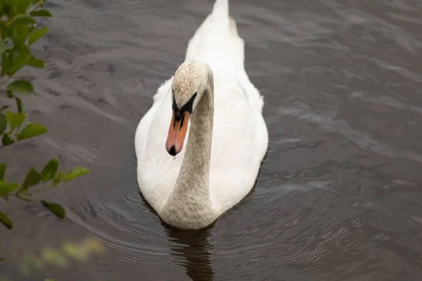 Primer Plano Cisne Nadando Estanque — Foto de Stock