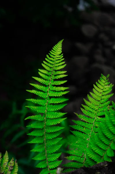 Eine Vertikale Nahaufnahme Von Dryopteris Auf Dunklem Hintergrund — Stockfoto