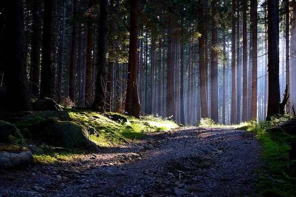 Stezka Hustém Lese Slunečními Paprsky Pronikajícími Mezi Stromy — Stock fotografie