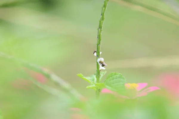Eine Selektive Fokusaufnahme Eines Rüsselkäfers Auf Einer Pflanze — Stockfoto