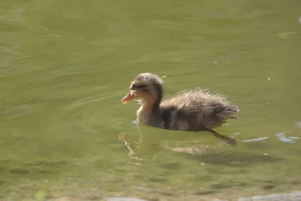 Gros Plan Petit Canard Fourrure Nageant Dans Eau — Photo