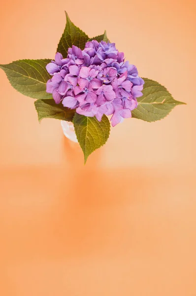 オレンジ色の表面の花瓶に紫色のアジサイの垂直ショットコピースペース — ストック写真