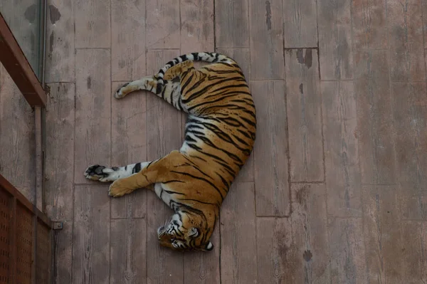 Uma Vista Superior Tigre Deitado Uma Superfície Madeira — Fotografia de Stock