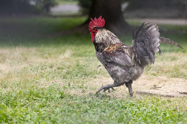 Nahaufnahme Einer Henne Die Bei Tageslicht Auf Dem Hof Spaziert — Stockfoto