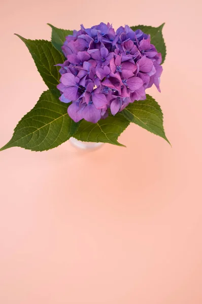 桃の表面の花瓶に紫色のアジサイの垂直ショットコピースペース — ストック写真