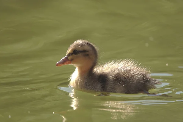 Primer Plano Lindo Patito Marrón Nadando Lago —  Fotos de Stock