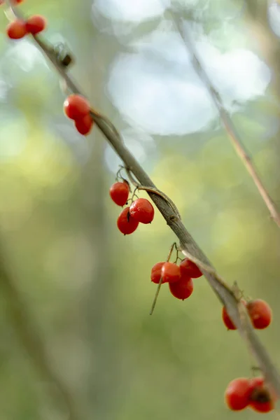 Vertical Shot Sprig Red Berries Castanar Valdejetas Ecological Park Spain — Stock Photo, Image