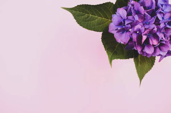 Una Vista Dall Alto Ortensie Viola Vaso Una Superficie Rosa — Foto Stock