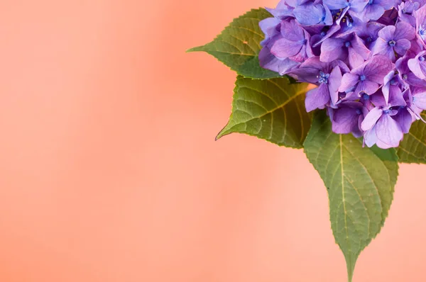 桃の表面の花瓶の紫色のアジサイの上からの眺め — ストック写真