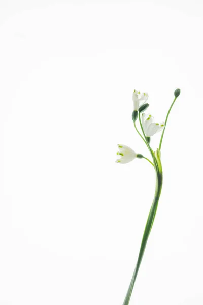 孤立した背景に小さな白い花の垂直ショット — ストック写真