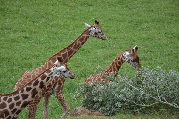 Groupe Girafes Debout Sur Herbe Mangeant Des Plantes — Photo