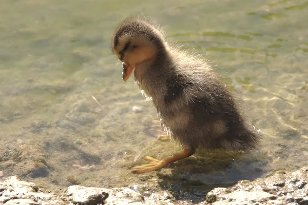 Gros Plan Petit Canard Fourrure Nageant Dans Eau — Photo