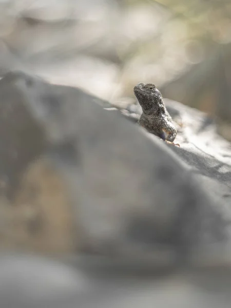 Selective Focus Shot Gray Lizard Stone — Stock Photo, Image