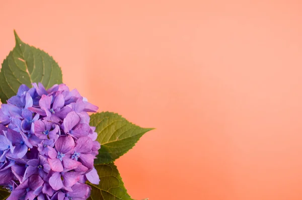 桃の表面の花瓶の紫色のアジサイの上からの眺め — ストック写真