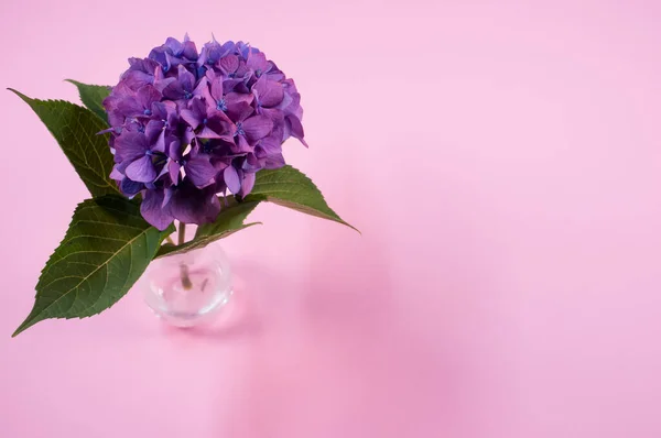 ピンク色の表面の花瓶に紫色のアジサイの閉鎖 — ストック写真