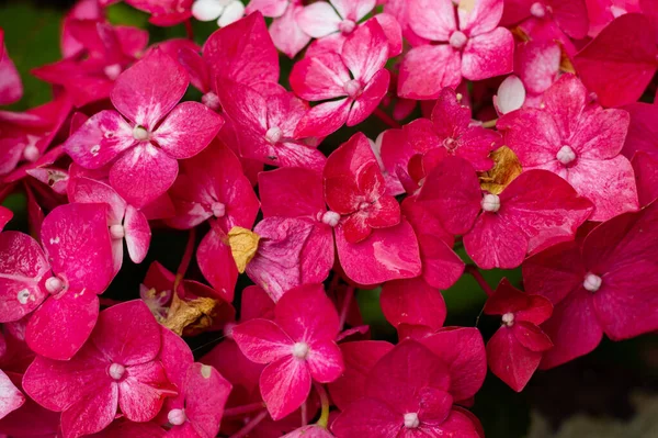 Eine Nahaufnahme Schöner Kleiner Rosafarbener Phloxe — Stockfoto