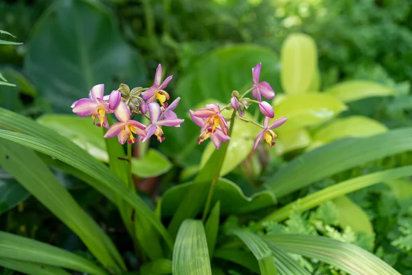 Jardim Ensolarado Com Flores Vibrantes Orquídeas Violetas Longas Folhas Verdes — Fotografia de Stock