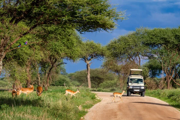 Primer Plano Safari Parque Nacional Tarangire Tanzania — Foto de Stock