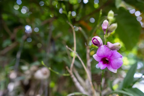 在一个阳光明媚的花园里 一朵花环绕着郁郁葱葱的绿树 这是一朵娇嫩而充满活力的紫色Tibouchina花的特写 — 图库照片