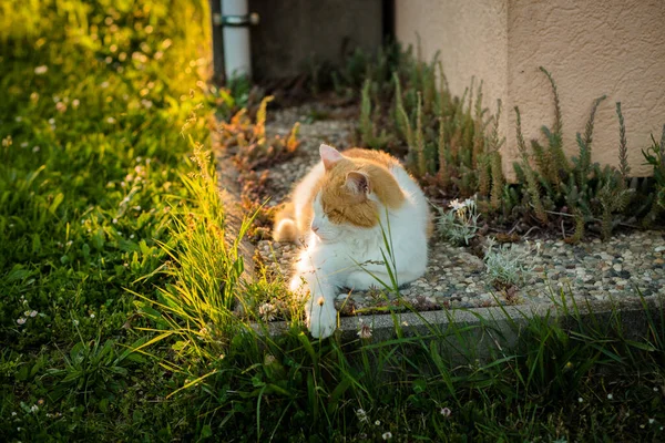 Een Close Shot Van Een Kat Liggend Het Gras Buiten — Stockfoto