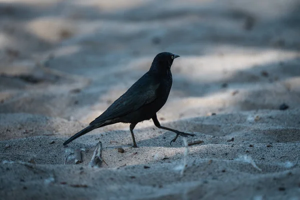 Gros Plan Corbeau Noir Sur Sable — Photo