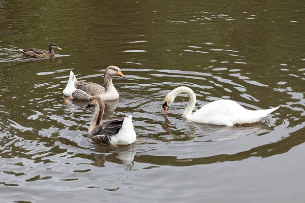 High Angle Shot Swan Swan Geese Swimming Pond — Stock Photo, Image