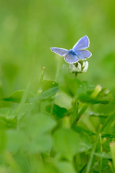 Vertical Selective Focus Shot Blue Butterfly Sitting White Flower — Stock Photo, Image