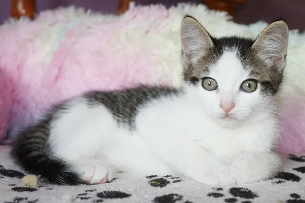 Retrato Gatinho Doméstico Adorável Deitado Chão Com Fundo Embaçado — Fotografia de Stock