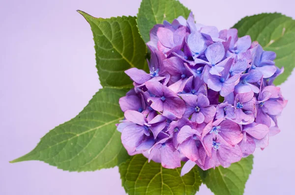 Una Vista Superior Hortensias Púrpuras Jarrón Sobre Una Superficie Púrpura —  Fotos de Stock