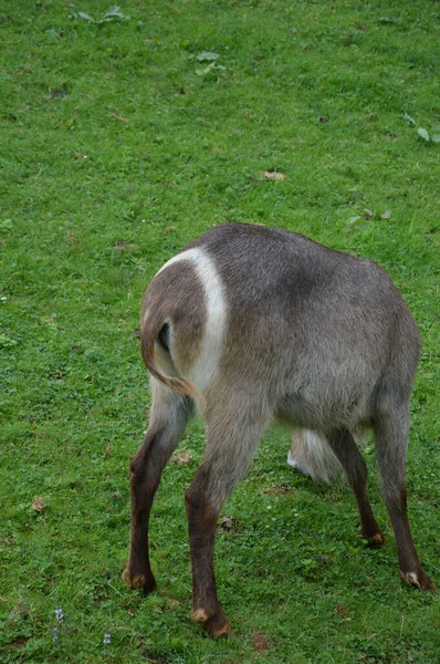 Een Achteraanzicht Van Een Schattig Dier Staand Het Gras Grazend — Stockfoto